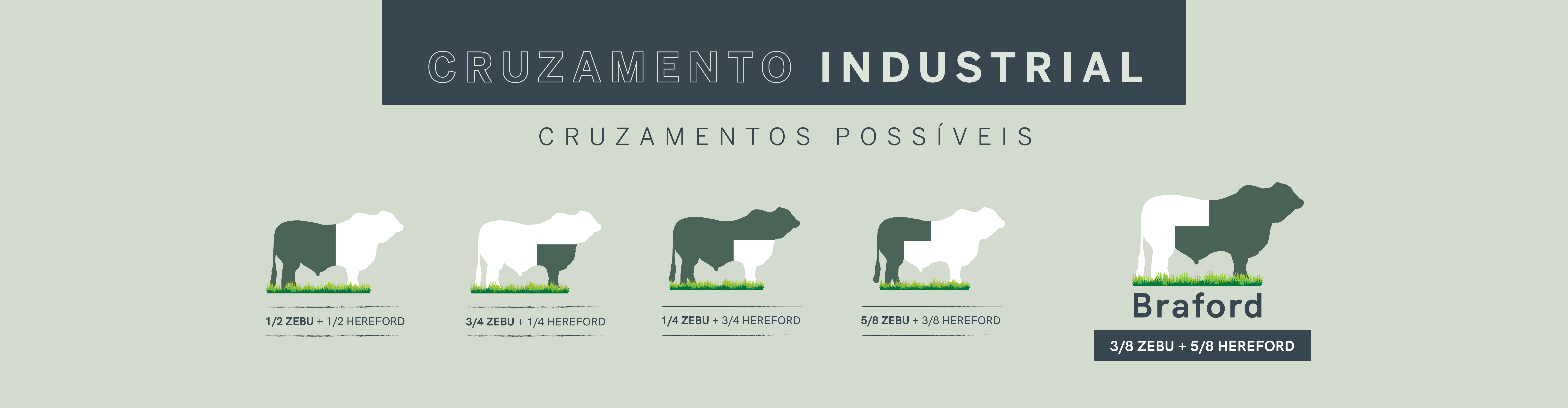 Associação Brasileira de Hereford e Braford
