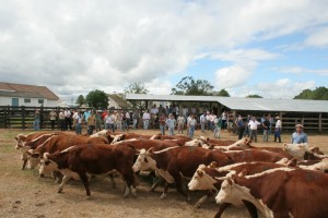 IAvaliação de animais Embrapa PecSul