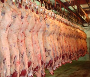 Carcaças Hereford