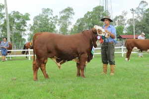 Braford Lote 1005