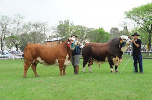 Braford fêmea lote 1017