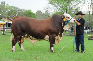 Braford macho lote 1006