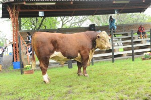 JULGAMENTO HEREFORD I