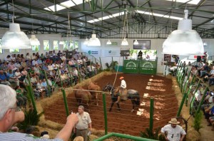 remate criadores de braford1, crédito Carlos Eduardo Nogueira