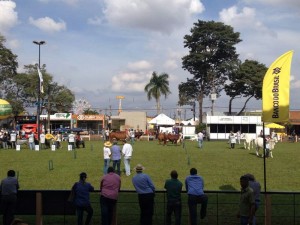 julgamentos 2 (1)