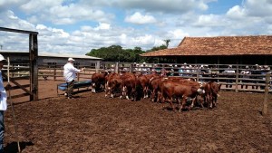 dia de campo braford sucupira