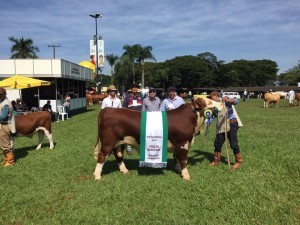Cabanha São Fernando - Grande Campeão Polled Hereford - Expo Londrina 2015 - crédito cabanha são fernando