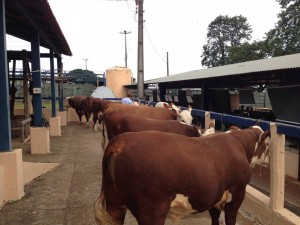 admissão dos animais