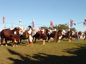 Exposição Nacional Braford -  Corrientes
