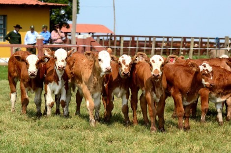 Animais da Estância Luz de São João. Crédito: Katega Vaz
