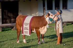 Grande Campeã Polled Hereford