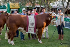 Grande Campeão Hereford