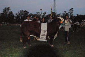 Grande Campeão Polled Hereford