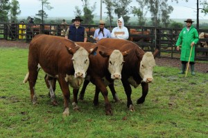 JULGAMENTO HEREFORD