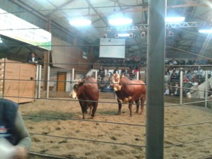 expofeira pelotas2