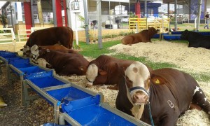 Brafords no Show Rural Coopavel