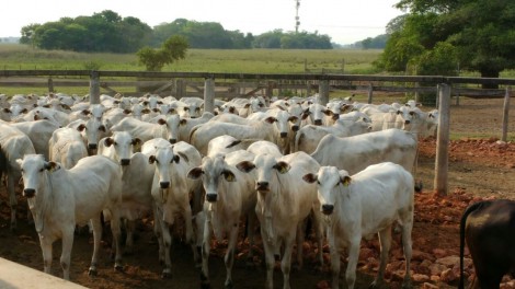 novilhas nelore cobertas com Braford