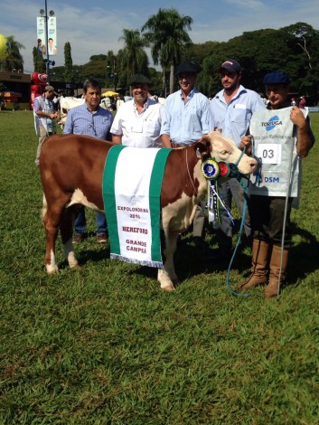 GrandeCampeaHereford