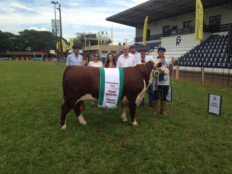 GrandeCampeaoPolledHerefordmachoTatCV5000