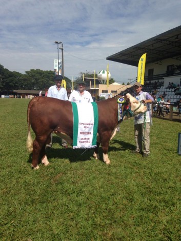 grande campeão Hereford Macho Tat TE i299 Criador e expositor Willy Haas Filho Fazendas Irapuá Cachoeira do Sul