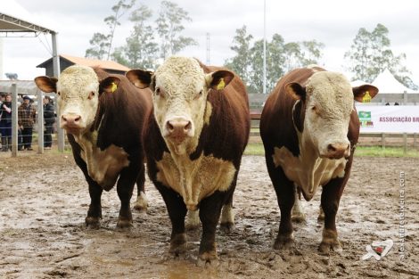 HD_20120830120904_ats1125_trio_gc_macho_hereford_pc
