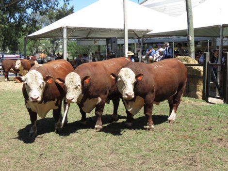 expofeira-santa-vitoria-do-palmar