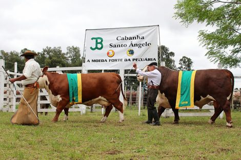 grandes-campeoes-expointer-2015-na-pista-do-remate-santo-angelo