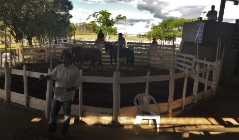 rematewolfpitangueira