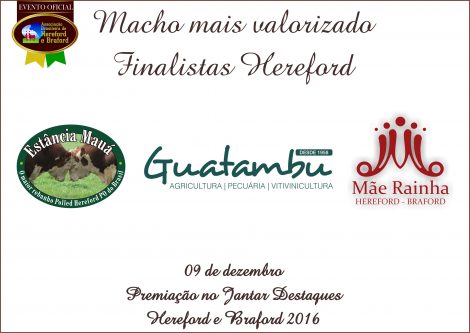 macho_mais_valorizado_hereford