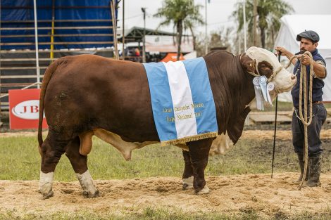 GRAN-CAMPEÓN-MACHO