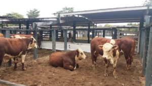 Braford marca presença em feira no Maranhão