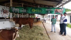 Programação da Nacional Hereford e Braford 2013