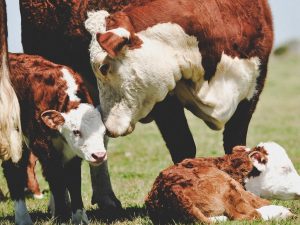 Brazilian Hereford & Braford Presente na Etapa Palmas do Circuito Feicorte