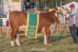 Expointer 2019: ABHB divulga resultado das fêmeas a galpão Hereford e Polled Hereford