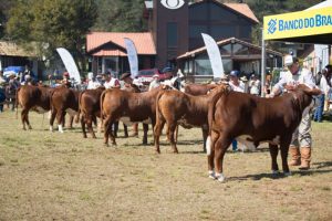 Hereford e Braford chegam para a Expointer com alta em animais inscritos