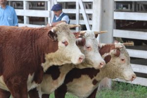 Raças Hereford e Braford conhecem seus campeões rústicos na Expointer