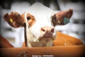 Inscrições para as Expofeiras de São Gabriel e Uruguaiana encerram nesta sexta-feira