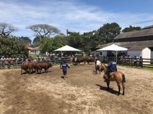 Expofeira de Pelotas já recebe inscrições para a 93ª edição da mostra