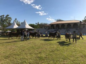 Inscrições abertas para a 83ª Expofeira de Uruguaiana
