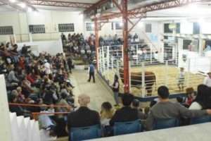 Remates Hereford e Braford são destaques durante a 77ª Exposição Agropecuária de Alegrete