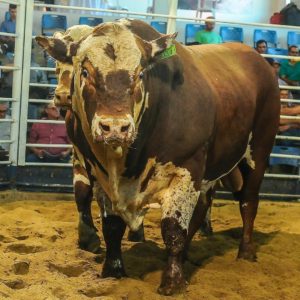 Remate Conexão Pampa atrai compradores de diferentes estados brasileiros