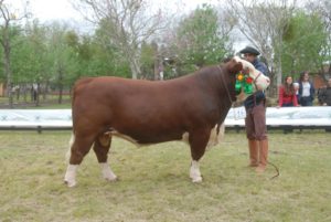 83ª Expofeira de Uruguaiana divulga campeões das raças Hereford e Braford