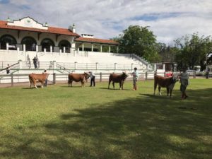 Prazo para as inscrições das raças HB na Expofeira de Dom Pedrito encerram hoje