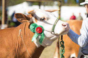 Encerra nesta sexta-feira o prazo para inscrições das Expofeiras de Bagé, Alegrete e Pato Branco
