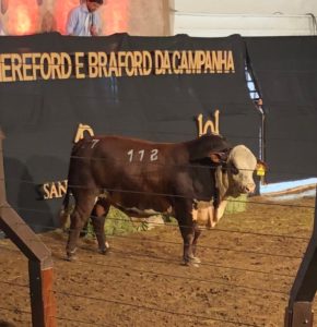 Segunda edição do Remate Hereford e Braford da Campanha é realizado em Bagé