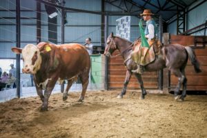 Valorização de animais de ponta marca leilão Guatambu, Alvorada e Caty
