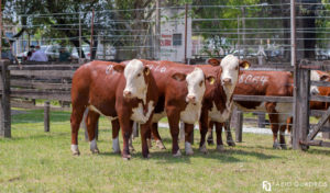 Raças HB conhecem os seus campeões da 107ª Expofeira de Bagé