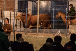 Bela Vista registra recordes em venda de touro e média de machos na temporada