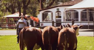 ABHB divulga os grandes campeões das raças HB da 86ª Expofeira de Dom Pedrito