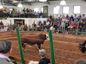 Touros Braford ultrapassam R$ 10 mil de média no 20º Remate Criadores de Braford